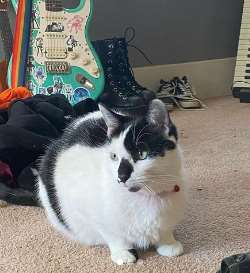 They also adopted a cute cat.